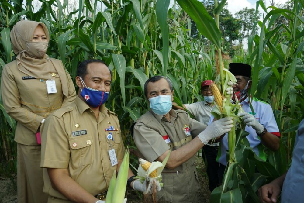 Ketahanan Pangan, Gubri Hadiri Panen Pardana Kebun Jagung Kelompok Tani Santri Indonesia