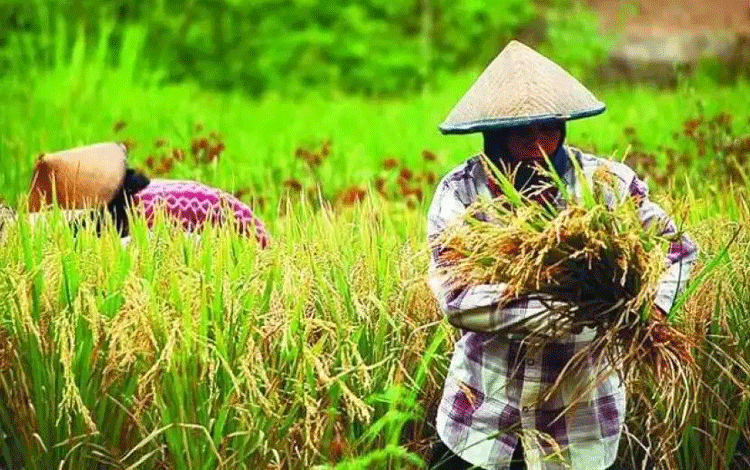 Nilai Tukar Petani Di Riau Naik 2,65 Persen